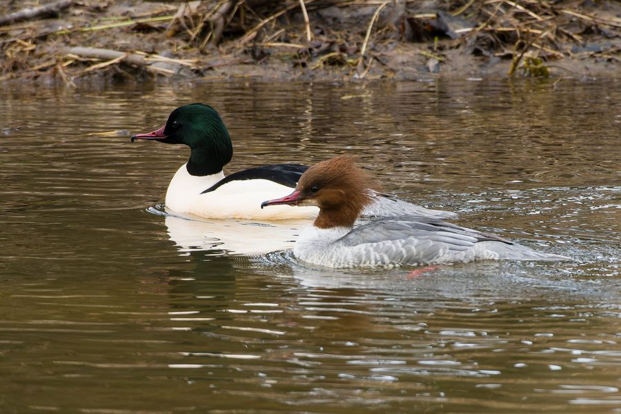 Gänsesäger: Männchen und Weibchen auf dem Wasser
